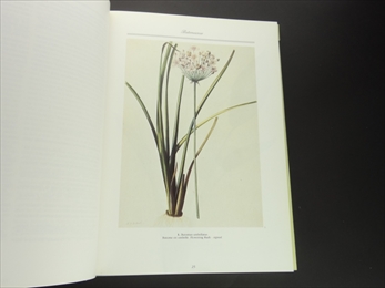 A Redouté Treasury: 468 Watercolours from Les Liliacées of Pierre-Joseph Redouté_写真1