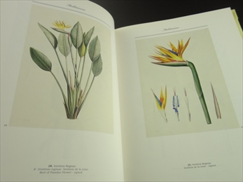 A Redouté Treasury: 468 Watercolours from Les Liliacées of Pierre-Joseph Redouté_写真2