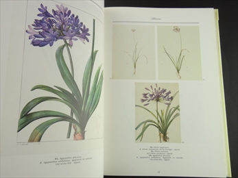 A Redouté Treasury: 468 Watercolours from Les Liliacées of Pierre-Joseph Redouté_写真3