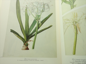 A Redouté Treasury: 468 Watercolours from Les Liliacées of Pierre-Joseph Redouté_写真5