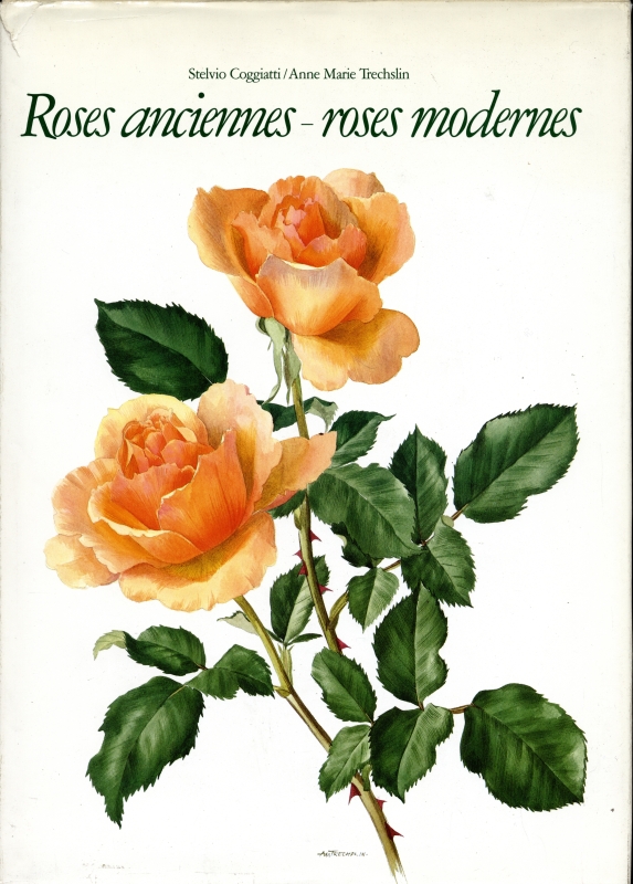 Roses anciennes - roses modernes_写真