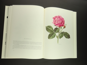 Roses anciennes - roses modernes_写真1