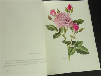 Roses anciennes - roses modernes_写真3