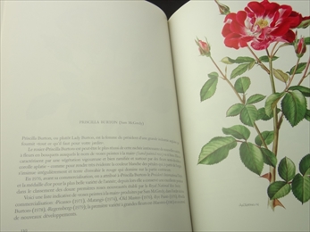 Roses anciennes - roses modernes_写真4