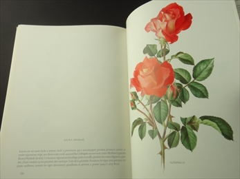 Roses anciennes - roses modernes_写真5