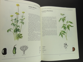 The Wild Flowers Book_写真1