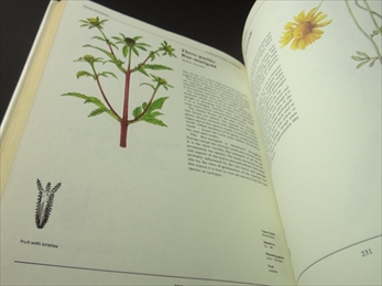 The Wild Flowers Book_写真3