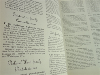 Wild Flowers of America_写真1