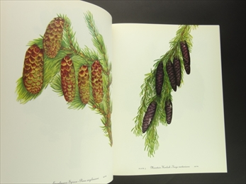 Wild Flowers of America_写真2