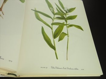 Wild Flowers of America_写真3