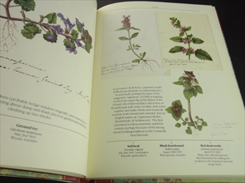 The Frampton Flora_写真1