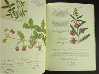 The Frampton Flora_写真2