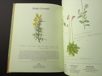 The Frampton Flora_写真3