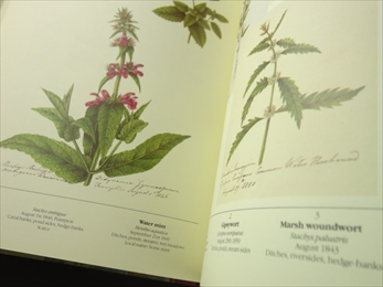 The Frampton Flora_写真4