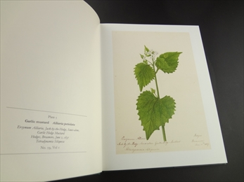 The Flowers of May_写真1