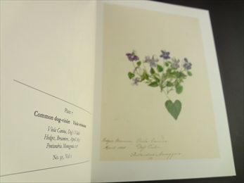 The Flowers of May_写真2