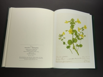 The Flowers of May_写真3