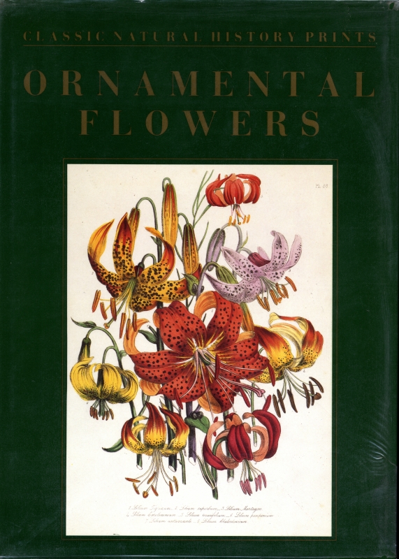 Ornamental Flowers_写真