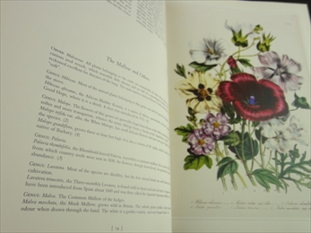 Ornamental Flowers_写真1