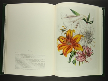 Ornamental Flowers_写真2