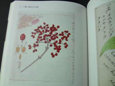 ボタニカルワールドへのいざない 「牧野富太郎と植物画展」図録_写真3