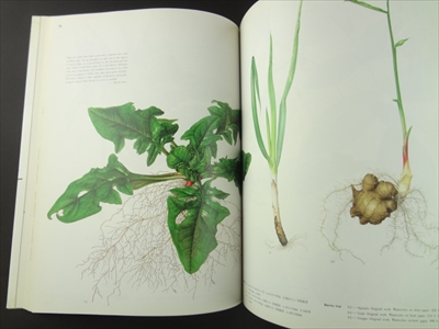 果物・野菜のイラストレーション_写真3