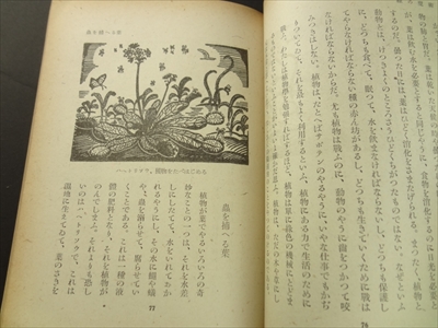 緑の魔術_写真3