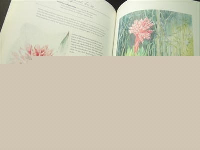 Margaret Mee: Return to the Amazon_写真5