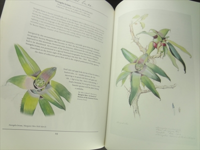 Margaret Mee: Return to the Amazon_写真6