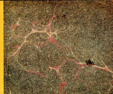 誕生日の贈り物